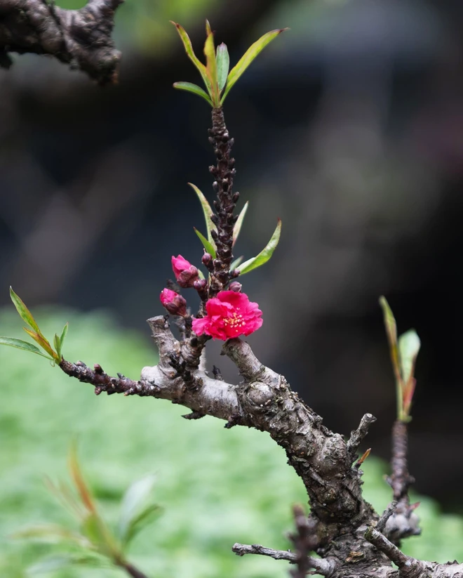 Đào Thất thốn - Loài hoa quý làm đẹp thêm vùng đất Hà thành mỗi dịp Xuân