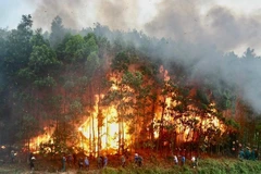 Diễn biến mới nhất vụ cháy rừng tại Vườn Quốc gia Hoàng Liên tại Sapa