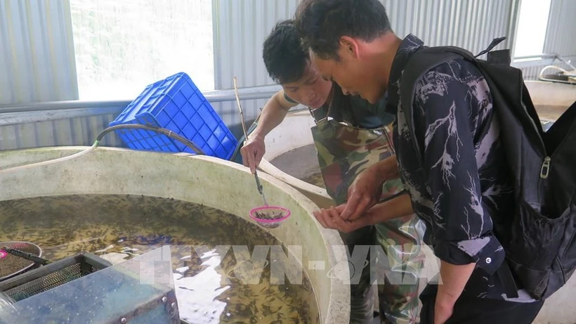 Lào Cai: Phát triển nghề cá nước lạnh theo hướng an toàn, bền vững