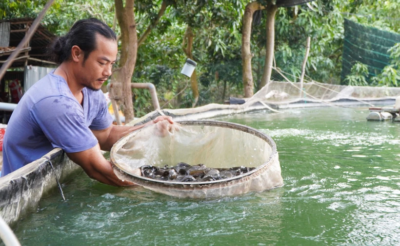 Người nông dân Đồng Tháp kiếm hàng tỷ đồng từ nuôi cá đặc sản trong bể lót bạt