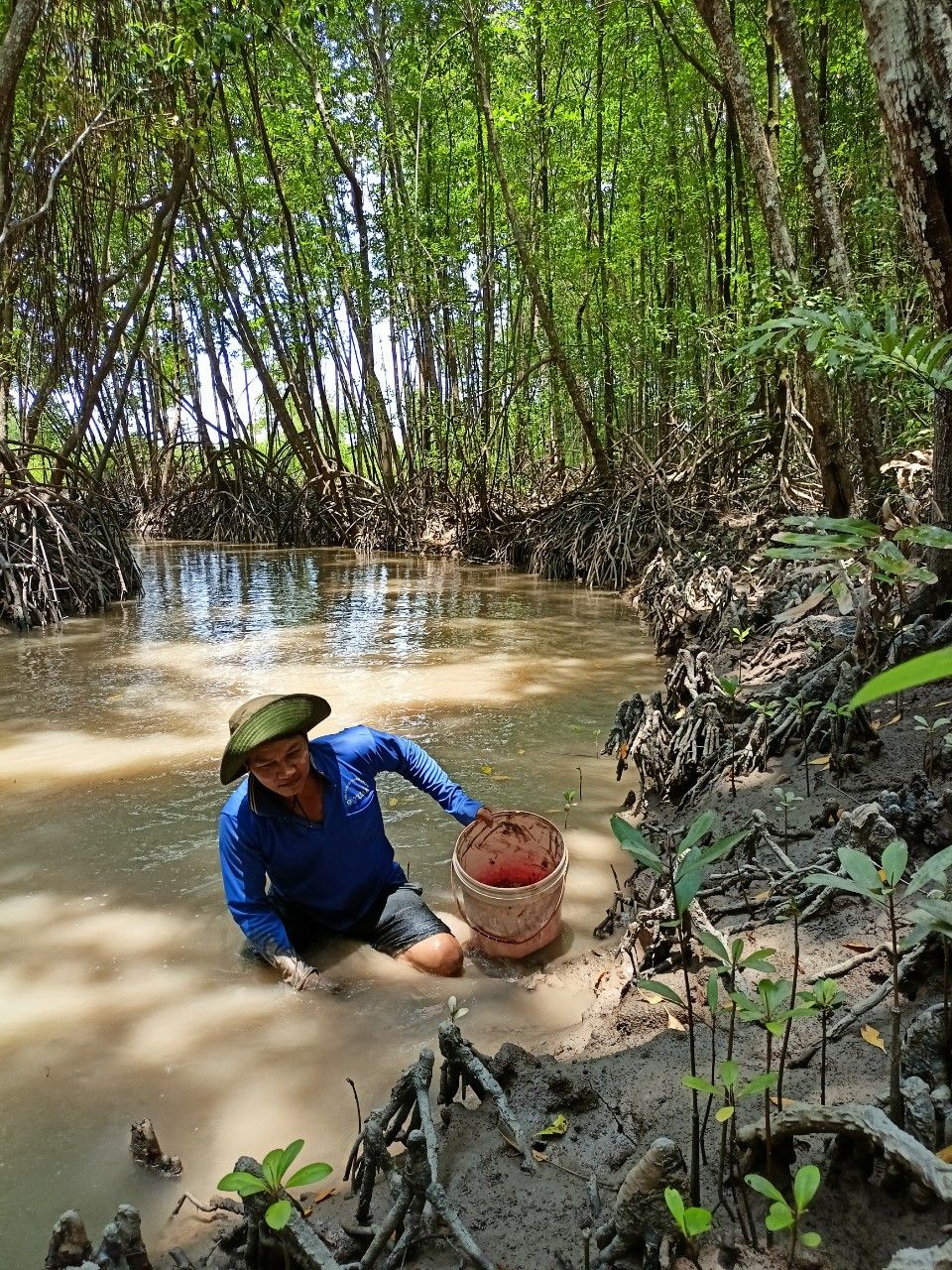 Cà Mau: Người dân mưu sinh nhờ rừng ngập mặn