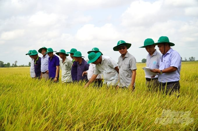 Kéo doanh nghiệp liên kết sản xuất lúa hữu cơ