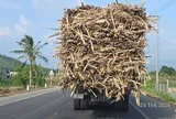 Tây Nguyên: Những chuyến xe mía nặng trĩu và gánh nặng trên mặt đường