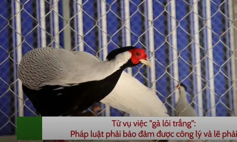 Từ vụ việc "gà lôi trắng": Pháp luật phải bảo đảm được công lý và lẽ phải