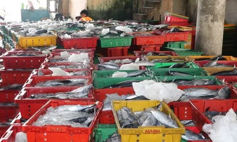 TPHCM siết kiểm soát tàu cá né tránh cảng chỉ định