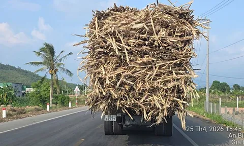 Tây Nguyên: Những chuyến xe mía nặng trĩu và gánh nặng trên mặt đường
