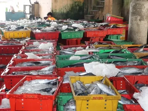 TPHCM siết kiểm soát tàu cá né tránh cảng chỉ định