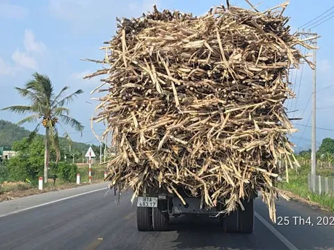 Tây Nguyên: Những chuyến xe mía nặng trĩu và gánh nặng trên mặt đường